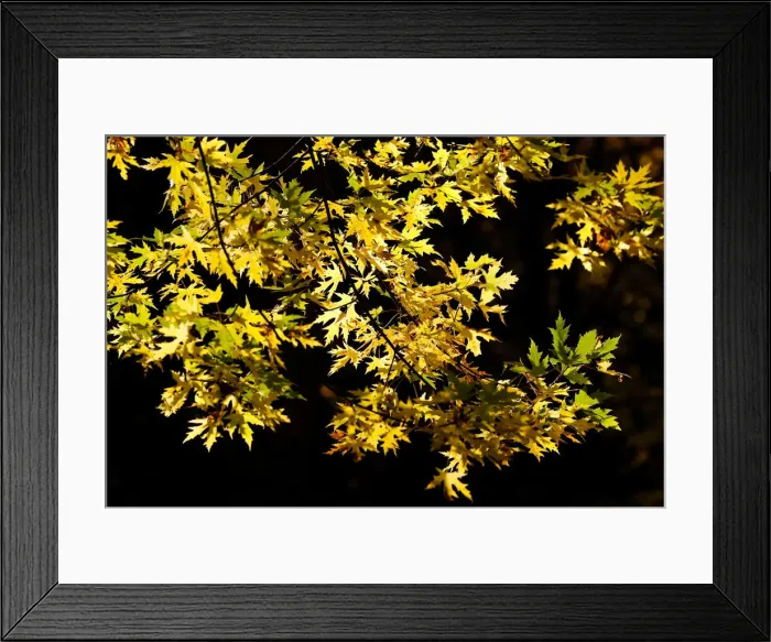Framed Print : Autumn colours are seen on foliage in Minsk