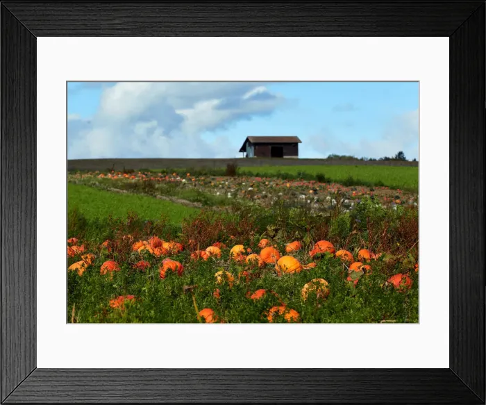 Framed Print : Pumpkins are pictured in a field on an autumn morning near Oulens Framed Print : Pumpkins are pictured in a field on an autumn morning near Oulens