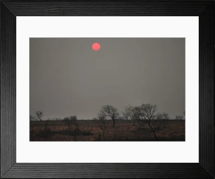 Framed Print : Trees charred are pictured near Robore Framed Print : Trees charred are pictured near Robore