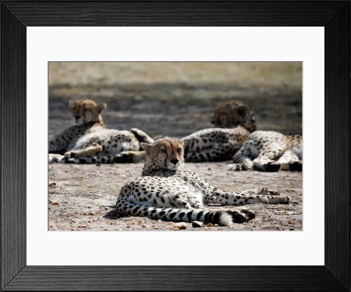 Framed Print : A male cheetah rests in the Msai Mara National Reserve Framed Print : A male cheetah rests in the Msai Mara National Reserve