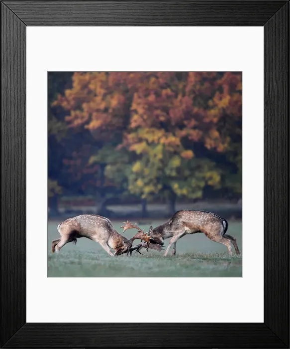 Framed Print : Deer clash as they fight during the rutting season in Richmond Park, west London Framed Print : Deer clash as they fight during the rutting season in Richmond Park, west London