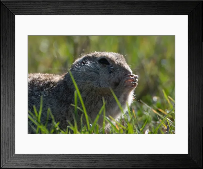 Framed Print : Speckled ground squirrel feeds in a field near the village of Yushevichi