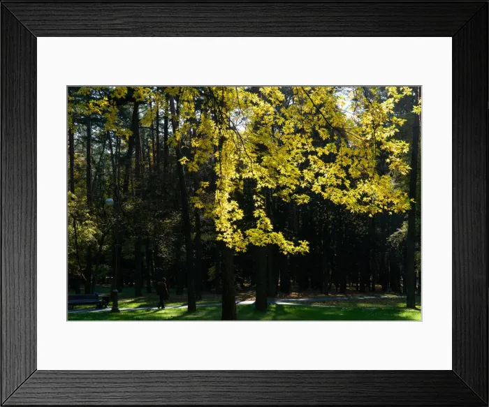 Framed Print : Autumn colours are seen on foliage in Minsk Framed Print : Autumn colours are seen on foliage in Minsk