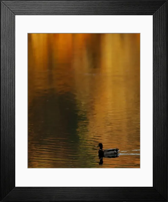 Framed Print : A duck paddles on the autumnal reflected water of Loch Faskally, Pitlochry, Scotland