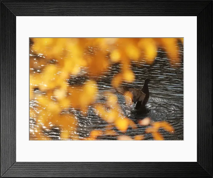 Framed Print : A duck flaps its wings in a pond in Tsarskoe Selo outside Saint Petersburg Framed Print : A duck flaps its wings in a pond in Tsarskoe Selo outside Saint Petersburg
