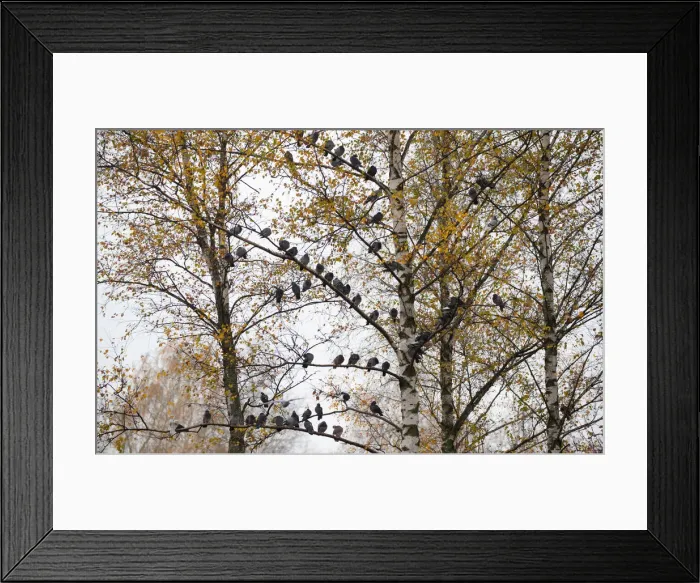 Framed Print : Pigeons are seen on a tree during a foggy autumn day in a park in Minsk