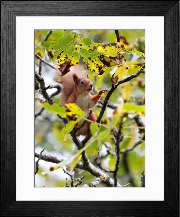 Framed Print : A red squirrel collects walnuts from a tree in Pitlochry, Scotland
