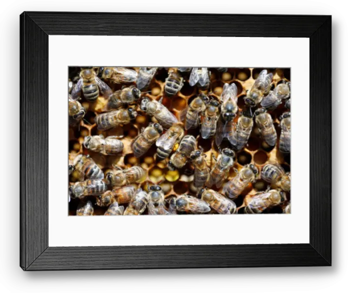 Framed Print : Bees are seen on a honeycomb at an apiary, in Casablanca Framed Print : Bees are seen on a honeycomb at an apiary, in Casablanca