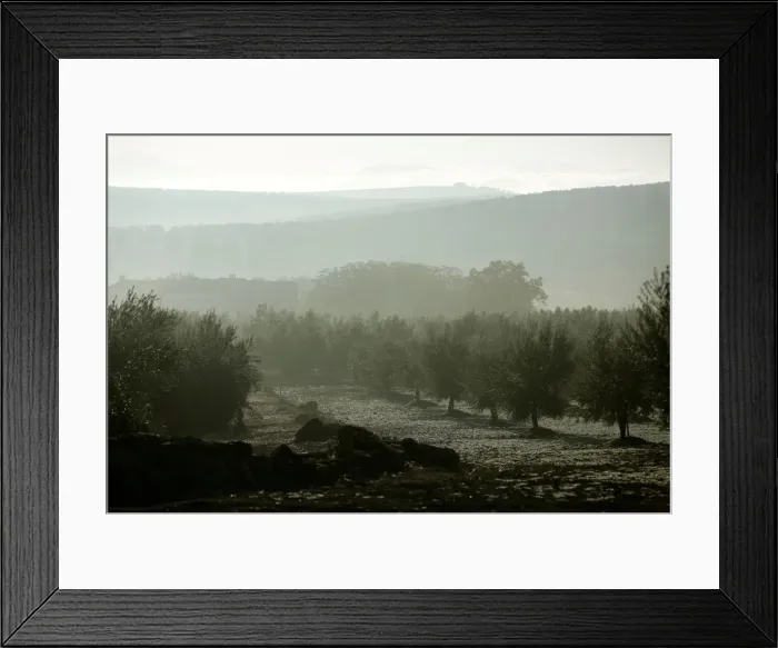 Framed Print : Olive trees stand in a grove in Porcuna, southern Spain Framed Print : Olive trees stand in a grove in Porcuna, southern Spain