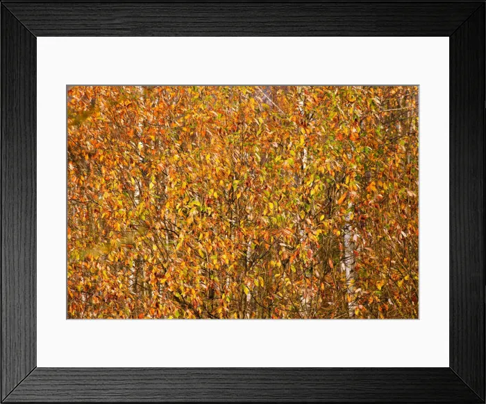 Framed Print : Autumn colours are seen on foliage on the outskirts of Minsk Framed Print : Autumn colours are seen on foliage on the outskirts of Minsk