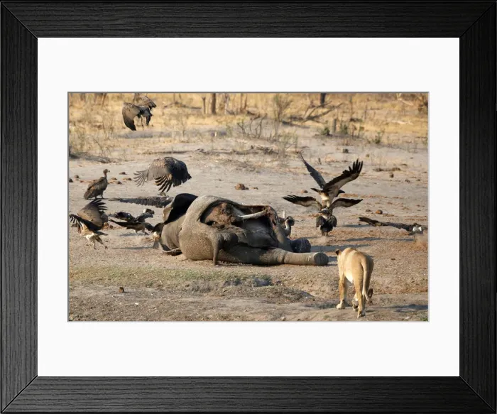Framed Print : A lion is seen approaching an elephant carcass at a watering hole inside Hwange National Framed Print : A lion is seen approaching an elephant carcass at a watering hole inside Hwange National