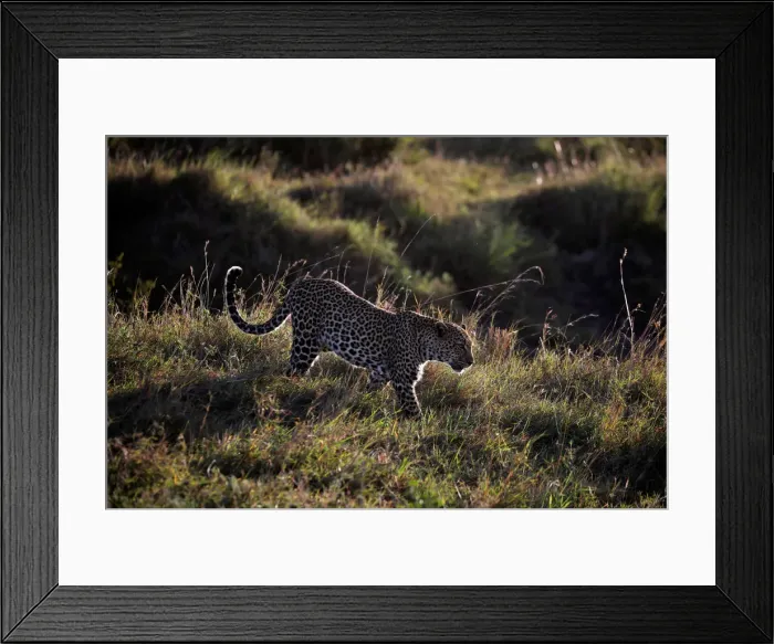 Framed Print : A leopard walks through the grass in the Msai Mara National Reserve Framed Print : A leopard walks through the grass in the Msai Mara National Reserve