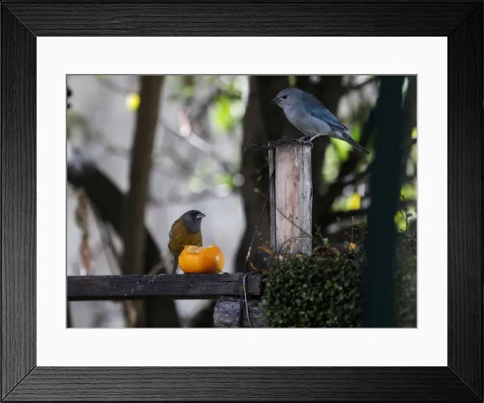 Framed Print : Birds are seen in the Mariana Machicaos garden in La Paz