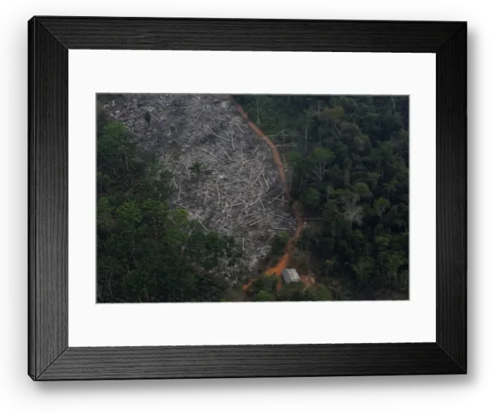 Framed Print : An aerial view of a deforested plot of the Amazon at the Bom Futuro National Forest in Framed Print : An aerial view of a deforested plot of the Amazon at the Bom Futuro National Forest in