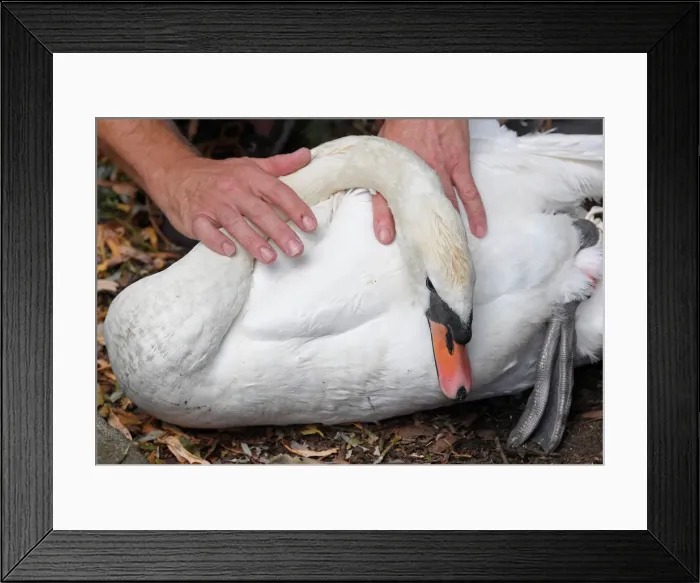 Framed Print : Officials record and examine cygnets and swans during the annual census of the Queen s