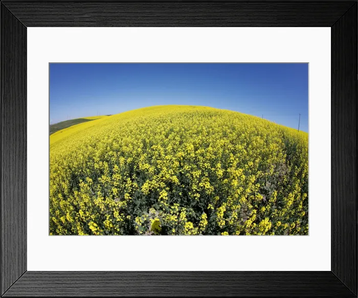 Framed Print : Western Canadian canola fields are seen in full bloom before they will be harvested later Framed Print : Western Canadian canola fields are seen in full bloom before they will be harvested later