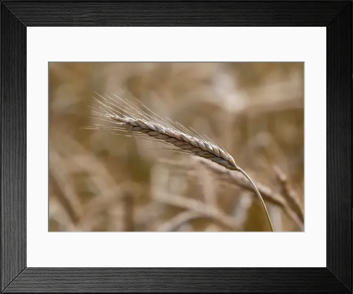 Framed Print : A view shows ears of wheat in a field outside Krasnoyarsk Framed Print : A view shows ears of wheat in a field outside Krasnoyarsk
