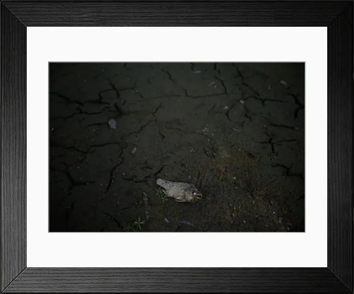 Framed Print : A dead fish is seen in a dry pond in a village of Menhai county Framed Print : A dead fish is seen in a dry pond in a village of Menhai county