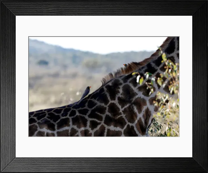 Framed Print : Birds are seen on the back of a giraffe in the Msai Mara National Reserve Framed Print : Birds are seen on the back of a giraffe in the Msai Mara National Reserve