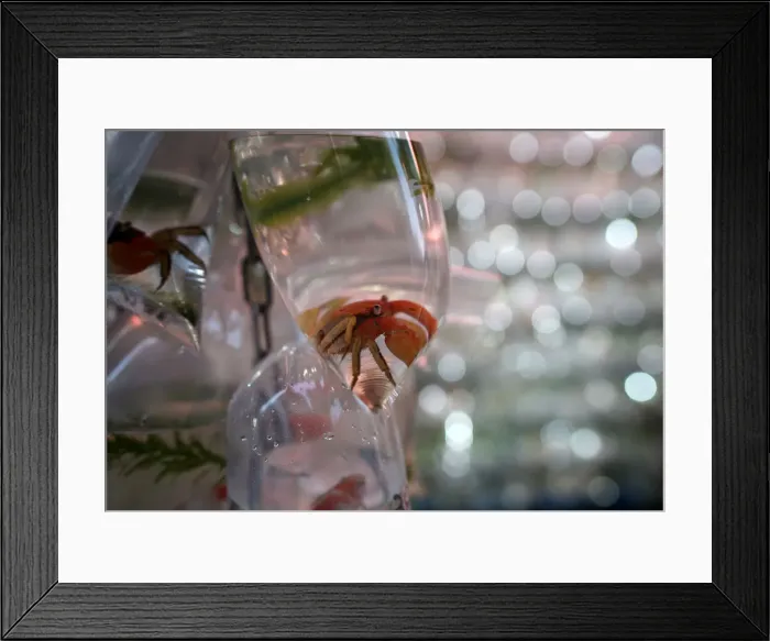 Framed Print : Tropical fish and crabs in plastic bags on display for sale in Hong Kong Framed Print : Tropical fish and crabs in plastic bags on display for sale in Hong Kong
