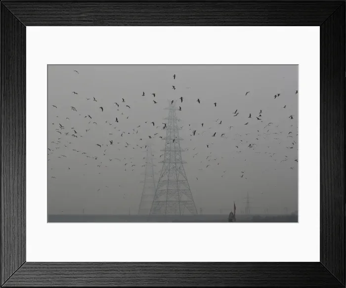 Framed Print : Birds fly next to electricity pylons on a smoggy afternoon in the old quarters of Delhi Framed Print : Birds fly next to electricity pylons on a smoggy afternoon in the old quarters of Delhi