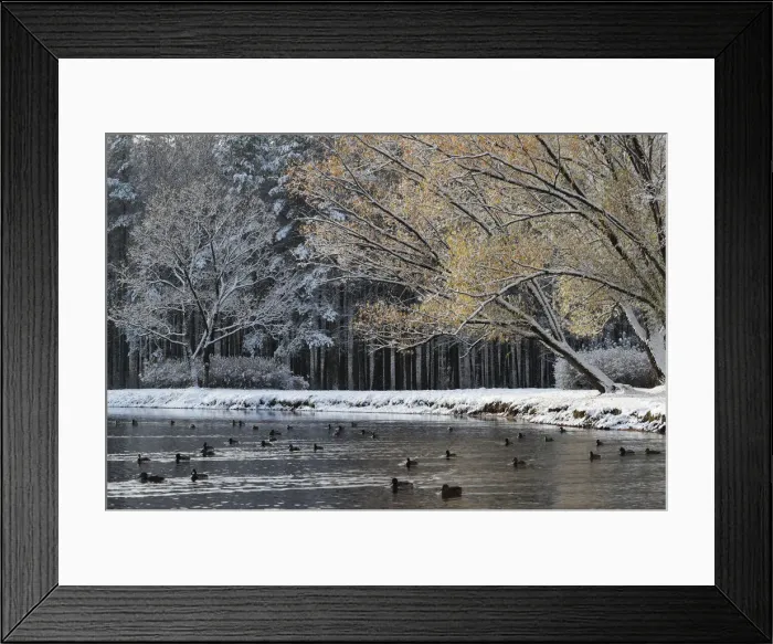 Framed Print : Ducks swim in a lake in a park in Saint Petersburg Framed Print : Ducks swim in a lake in a park in Saint Petersburg
