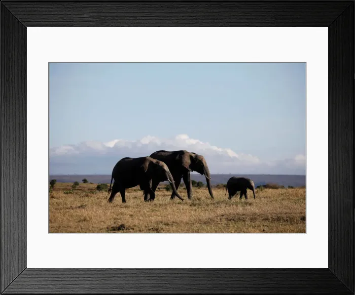 Framed Print : Elephants walk through the Msai Mara National Reserve Framed Print : Elephants walk through the Msai Mara National Reserve