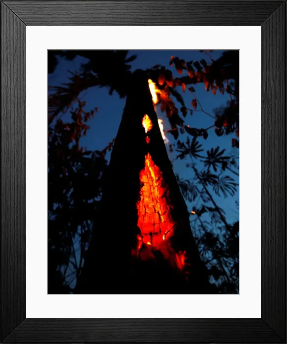 Framed Print : A burning tree is seen during a fire in an area of the Amazon rainforest in Itapua do Framed Print : A burning tree is seen during a fire in an area of the Amazon rainforest in Itapua do