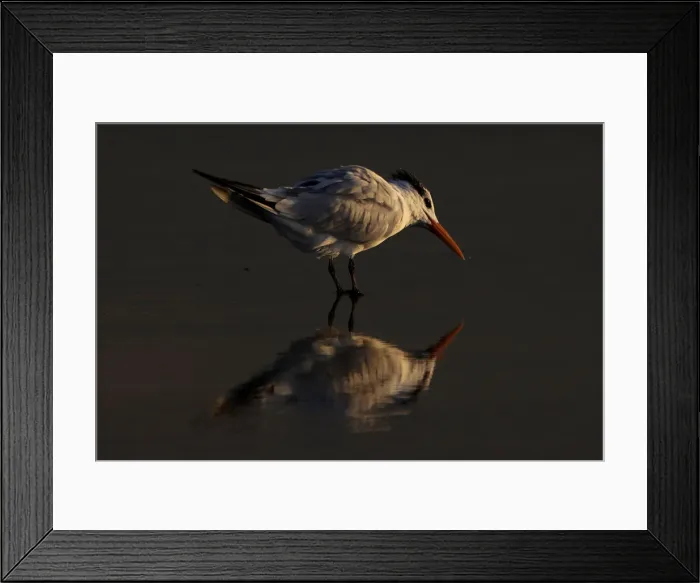 Framed Print : A sea bird is reflected in the water during low tide at Cardiff State Beach in Encinitas