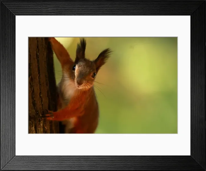 Framed Print : A squirrel plays at a city park during an unusually warm October day in Skopje