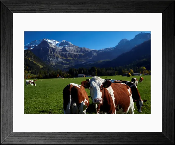 Framed Print : Cows graze in a field in front of the Wildstrubel mountain Framed Print : Cows graze in a field in front of the Wildstrubel mountain