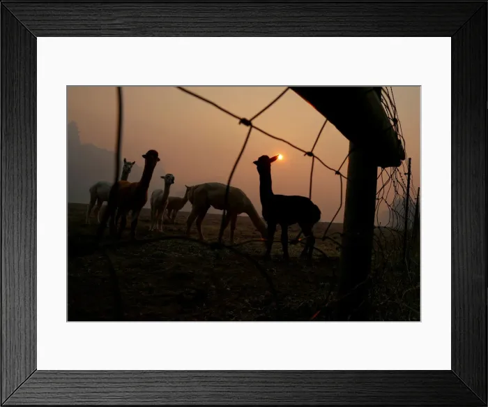 Framed Print : Farm animals are seen at a farm under a sky darkened by smoke from the Kincade Fire in Framed Print : Farm animals are seen at a farm under a sky darkened by smoke from the Kincade Fire in