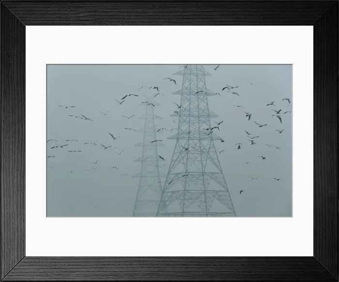 Framed Print : Birds fly next to electricity pylons on a smoggy afternoon in the old quarters of Delhi Framed Print : Birds fly next to electricity pylons on a smoggy afternoon in the old quarters of Delhi