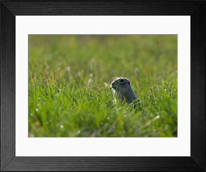 Framed Print : Speckled ground squirrel feeds in a field near the village of Yushevichi Framed Print : Speckled ground squirrel feeds in a field near the village of Yushevichi