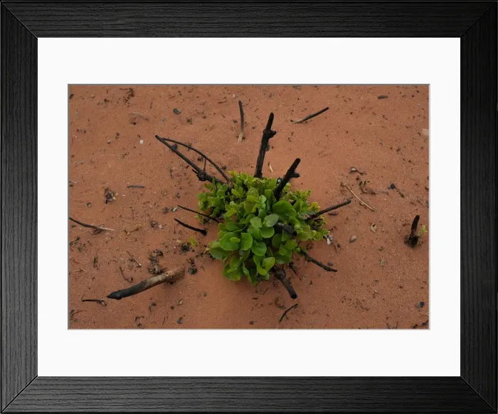 Framed Print : A plant is seen in a burned forest at the Nembi Guasu conservation area in the Charagua Framed Print : A plant is seen in a burned forest at the Nembi Guasu conservation area in the Charagua