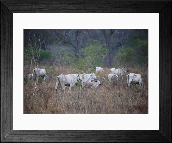 Framed Print : Cattle are seen near San Ignacio de Velasco