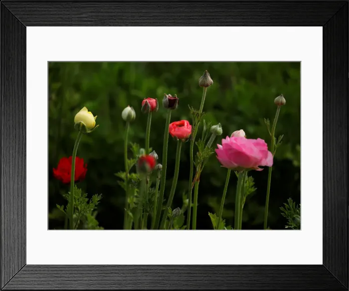 Framed Print : Giant Tecolote ranunculus flowers begin to bloom at the Flower Fields at Carlsbad Ranch Framed Print : Giant Tecolote ranunculus flowers begin to bloom at the Flower Fields at Carlsbad Ranch