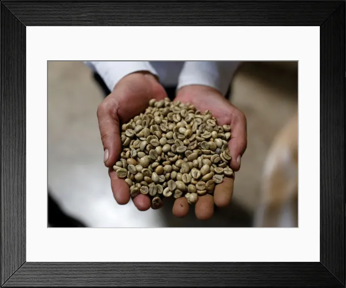 Framed Print : A worker shows coffee beans at coffee company Simexco Dak Lak Limited in the town of Di Framed Print : A worker shows coffee beans at coffee company Simexco Dak Lak Limited in the town of Di