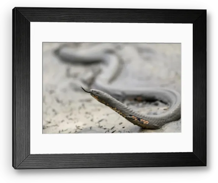 Framed Print : Snake is seen while a tract of Amazon jungle after a fire while as it is being cleared by Framed Print : Snake is seen while a tract of Amazon jungle after a fire while as it is being cleared by