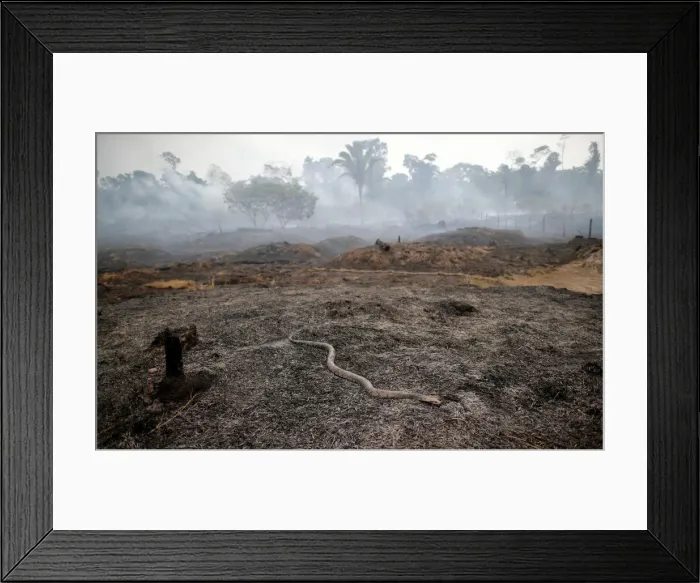 Framed Print : Snake is seen while a tract of Amazon jungle after a fire while as it is being cleared by Framed Print : Snake is seen while a tract of Amazon jungle after a fire while as it is being cleared by