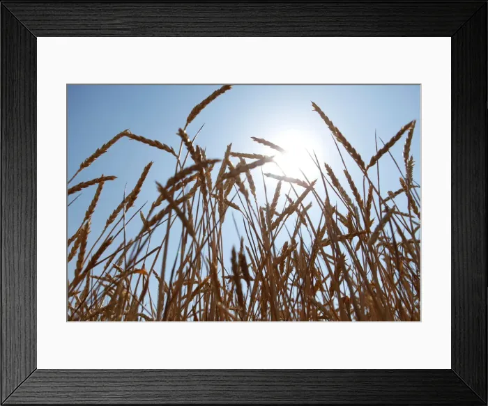Framed Print : Ears of wheat are seen in a field during harvesting in Stavropol region