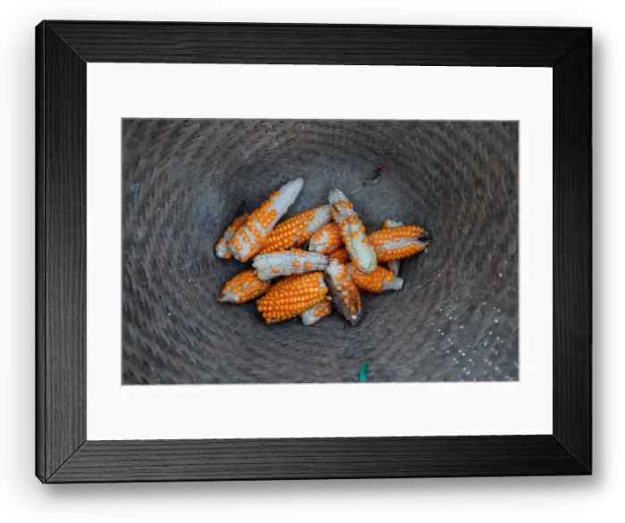 Framed Print : Stunted corn are pictured inside a rattan basket in a cornfield at Nuodong village of Framed Print : Stunted corn are pictured inside a rattan basket in a cornfield at Nuodong village of