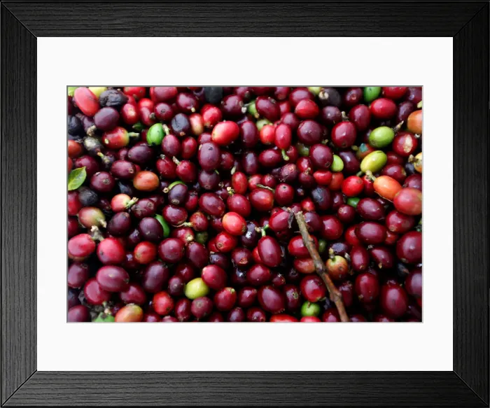 Framed Print : Recently harvested coffee fruits are seen at a plantation in Pueblorrico Framed Print : Recently harvested coffee fruits are seen at a plantation in Pueblorrico