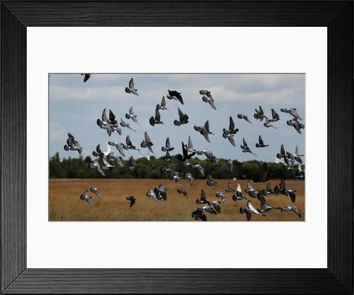 Framed Print : Pigeons are pictured at the Tempelhofer Feld in Berlin