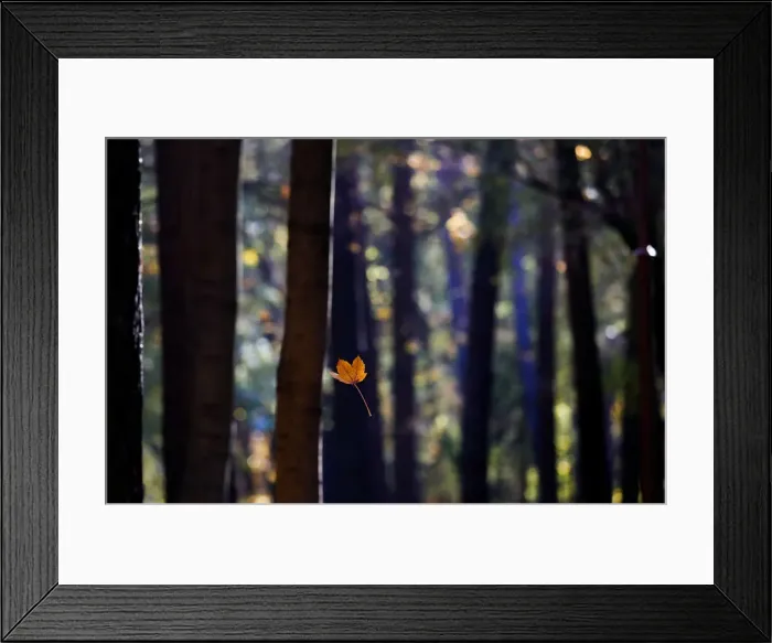 Framed Print : Autumn colours are seen on foliage in Minsk Framed Print : Autumn colours are seen on foliage in Minsk