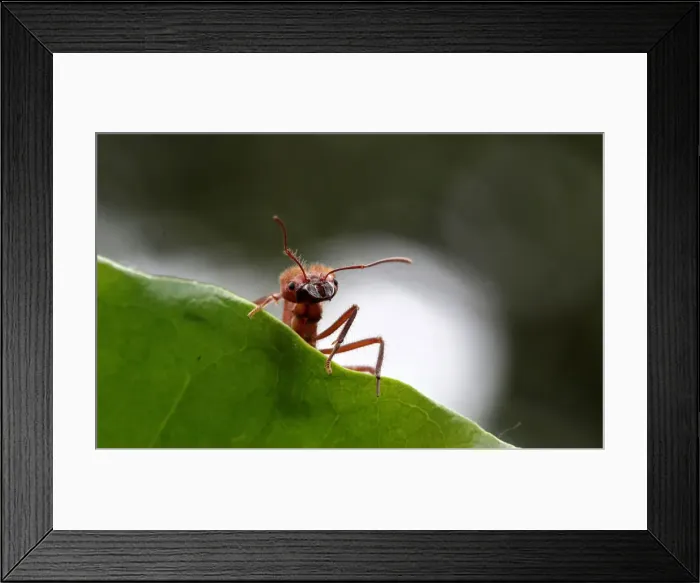 Framed Print : A zompopa ant reared for human consumption is pictured in the insect farm of biologist