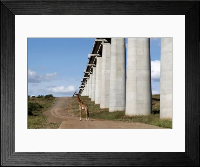 Framed Print : A giraffe walks near the elevated railway line that allows movement of animals below Framed Print : A giraffe walks near the elevated railway line that allows movement of animals below