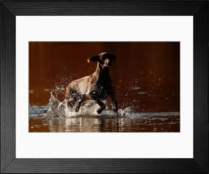 Framed Print : A dog runs in the river Garry, Pitlochry, Scotland Framed Print : A dog runs in the river Garry, Pitlochry, Scotland