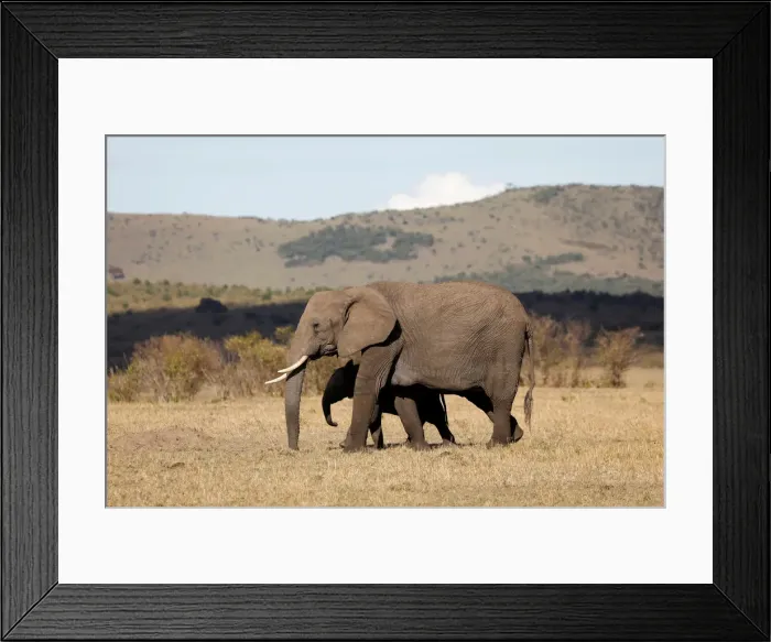 Framed Print : Elephants walk through the Msai Mara National Reserve Framed Print : Elephants walk through the Msai Mara National Reserve
