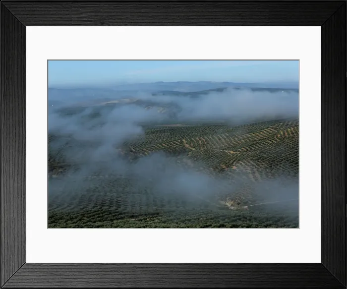 Framed Print : Olive groves stand in the fields in Porcuna, southern Spain Framed Print : Olive groves stand in the fields in Porcuna, southern Spain